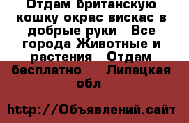 Отдам британскую кошку окрас вискас в добрые руки - Все города Животные и растения » Отдам бесплатно   . Липецкая обл.